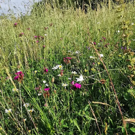 My In The Center Apartman