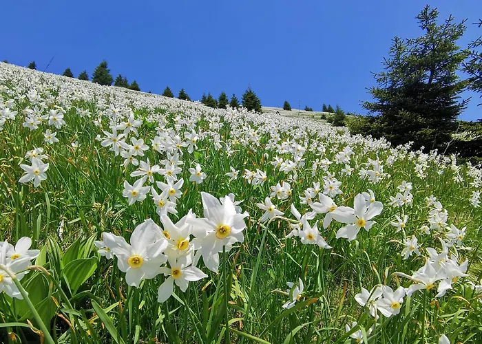 My In The Center * Lubiana