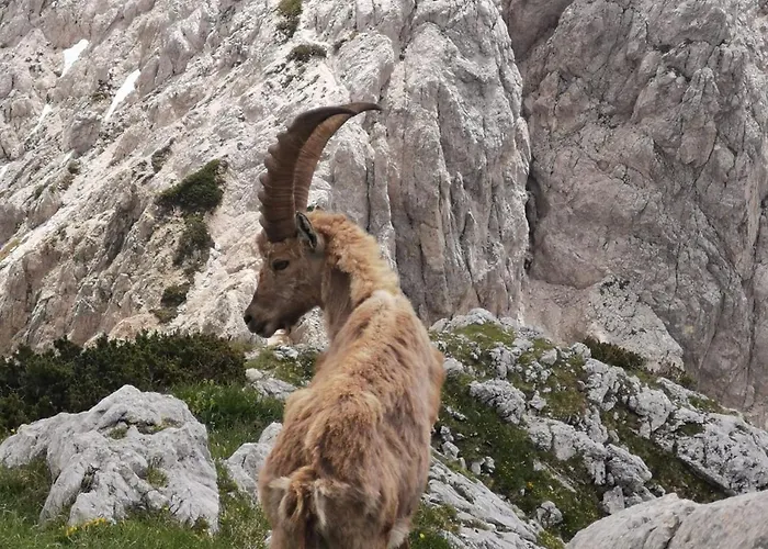 My In The Center * 류블랴나